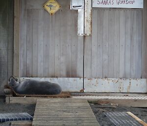 Small fur seal lying on doormat outside a workshop entrance.