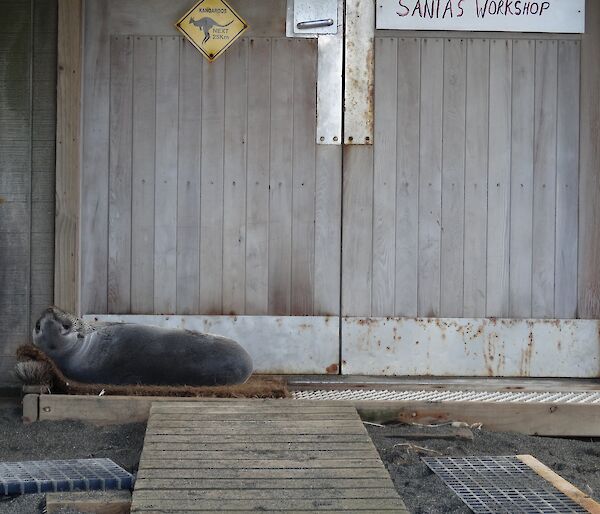 Small fur seal lying on doormat outside a workshop entrance.