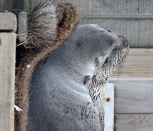 Small fur seal asleep on doormat resting head on boot cleaner