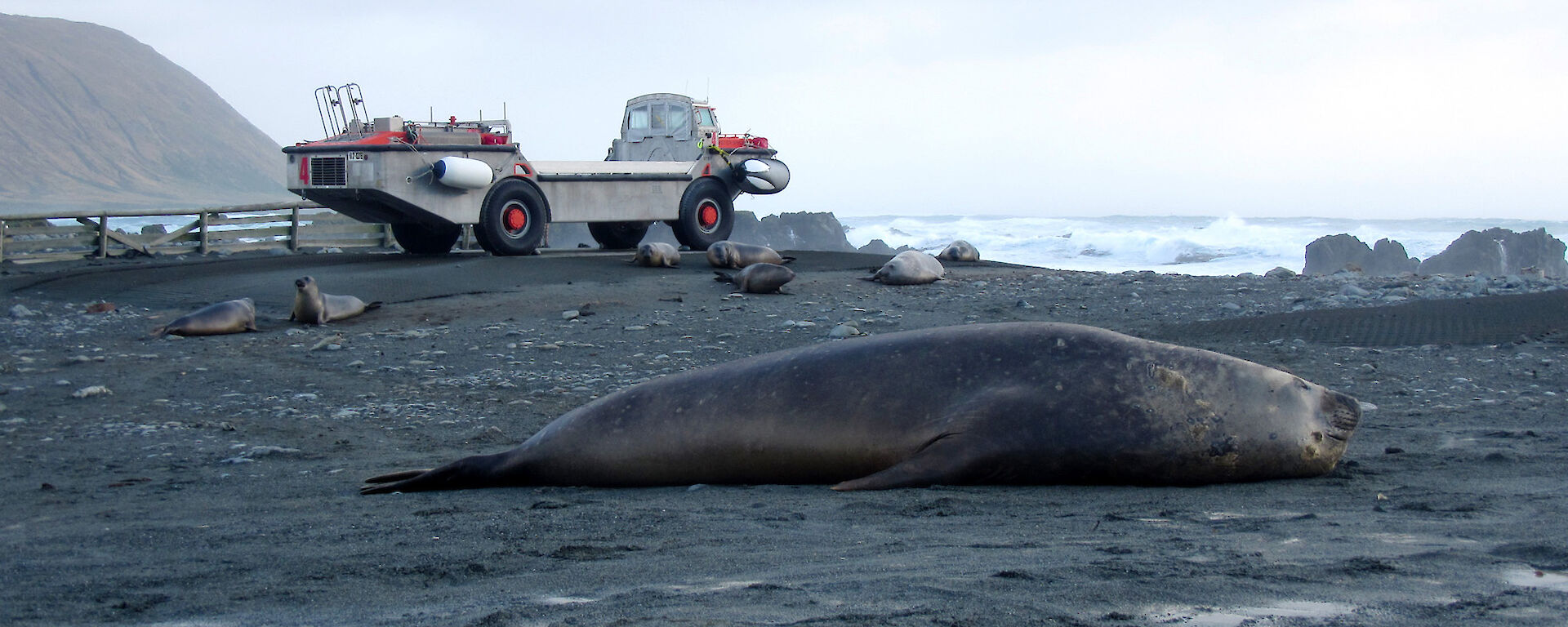 Elephant seal in foreground and amphibious vehicle to rear