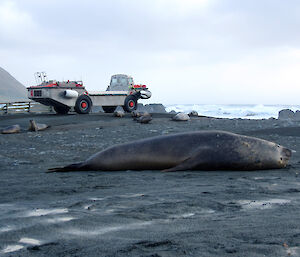 Elephant seal in foreground and amphibious vehicle to rear