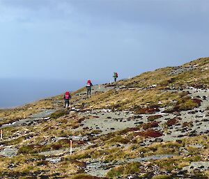 Three hikers on track moving along hillside of grass and rock