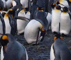 A king penguin in a grop of penguins sratching its foot with its beak