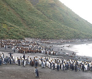 Grassy slope sloping toward sndy beach covered in king penguins with chicks.