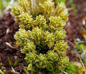 Close up of tiny green plant