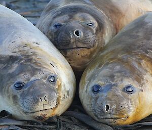 Three elephant seals in close up