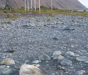 Austtralian and Aboriginal flags flying on poles wth elephant seal in foreground