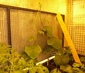 Two cucumber plants growing up a trellis against a silver wall