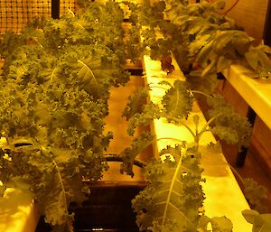 rows of lettuce and kale growing in hydroponics set up