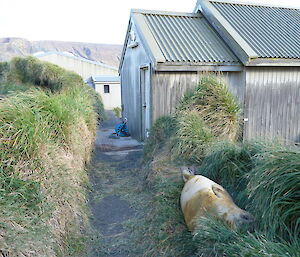 pathway with wooden hydrponics building on the right and an elephant seal lying beside the path