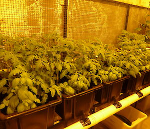 Row of tamato plants growing in black plastic tubs indoors