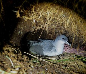 Grey bird inside a burrow