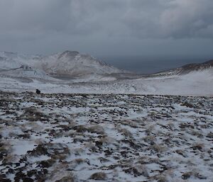 Skua in a snowy landscape