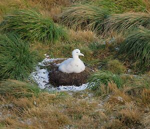 Wandering albatross chick