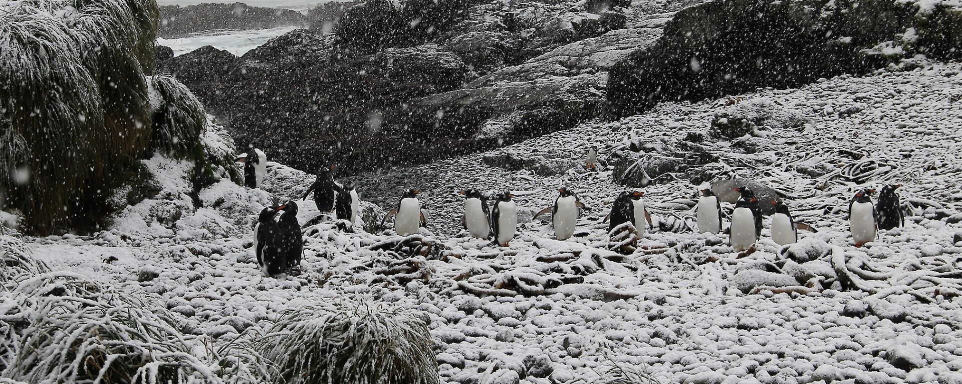 Gentoo penguins in the snow at Eagle Bay