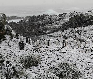 Gentoo penguins in the snow at Eagle Bay