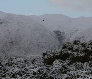 A petrel flying in front of the snow covered slopes