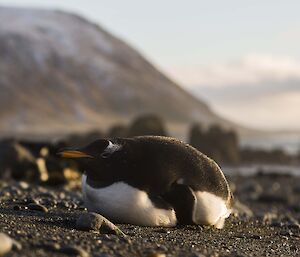 A gentoo lying down on the beach in sun