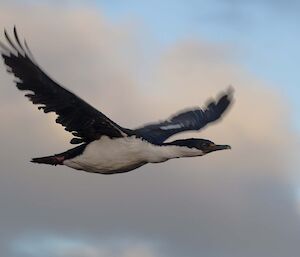 Blue-eyed Cormorant flying through sky