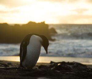 A gentoo penguin looking down with sun behind