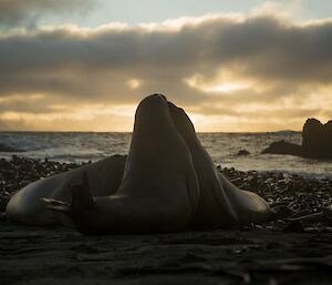 Two young elephant seals play as the sun sets