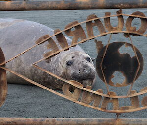 Elephant seal behind Macquarie Island gate