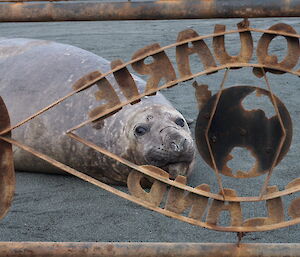 Elephant seal behind Macquarie Island gate