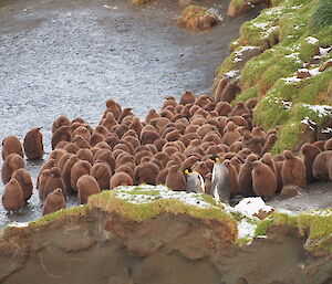 A huddle of brown fluffy king penguin chicks