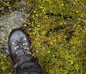 Hiking boot beside a giant petrel footprint showing that they are the same size