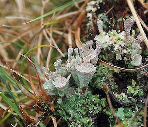 Close up photo of lichen