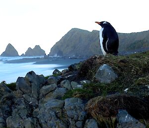 Penguin looking out over the ocean