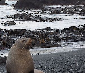 Fur seal at the beach