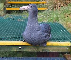 Giant petrel sitting on steps