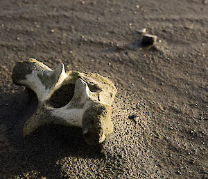 A vertebrae bone on the sand at Bauer Bay