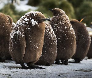 King penguin chick with a little snow on its back.