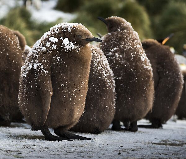 King penguin chick with a little snow on its back.