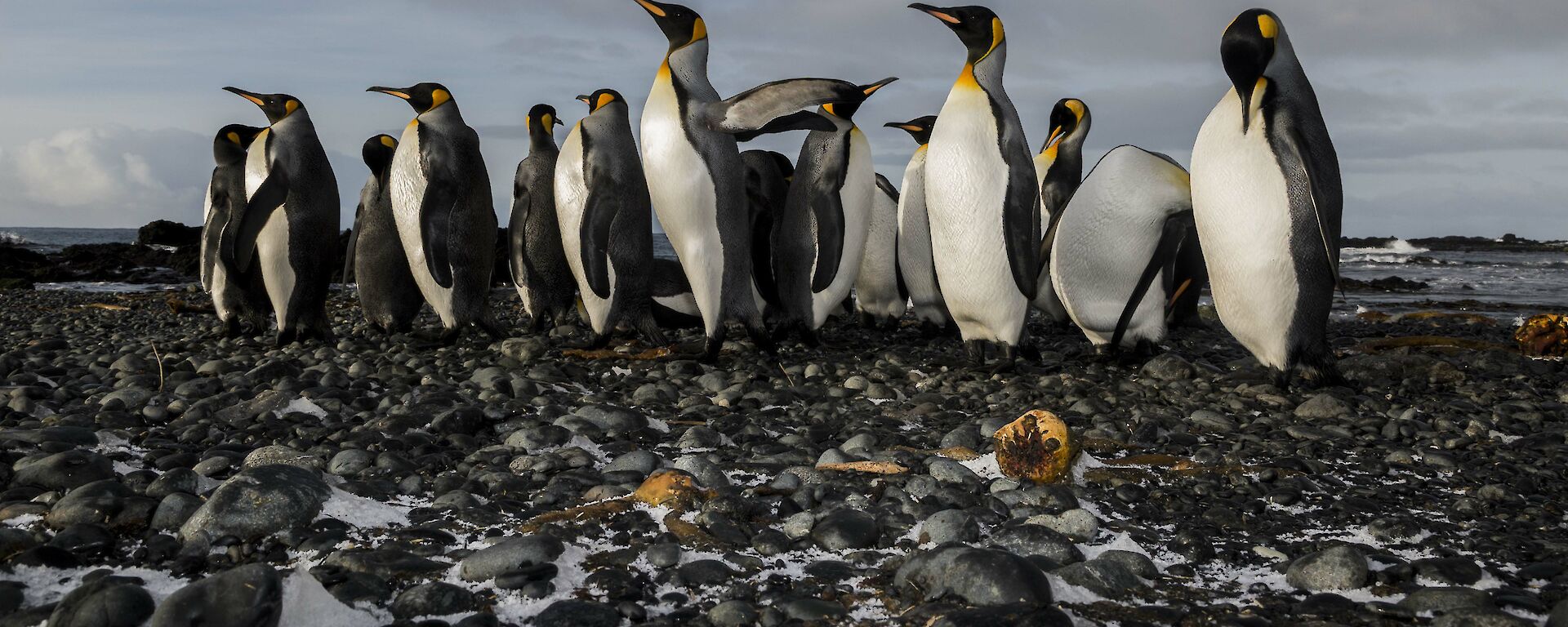 A group of king penguins standing around
