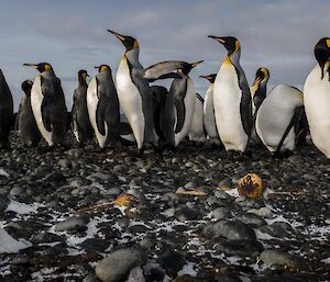 A group of king penguins standing around