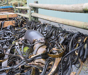 A young seal peers up from a kelp piled behind the greenstore.