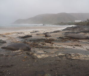Muddy waves crash over a shore peppered with elephant seals who look very put out.