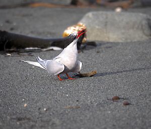 Tern sitting on black sand