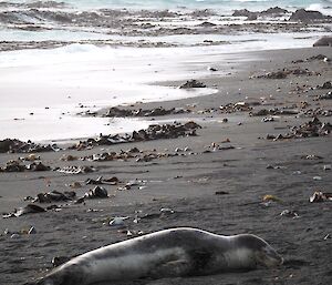 Leopard seal laying on the beach