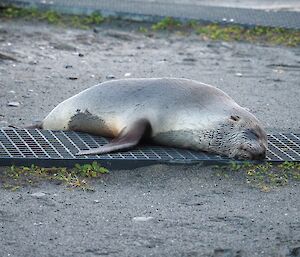 Fur seal laying on walkway