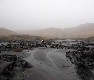 Jacque collecting debris on a kelp covered beach