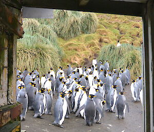 View of king penguins from inside Sandy Bay hut