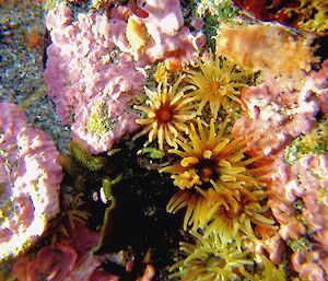 Anemones in a rockpool