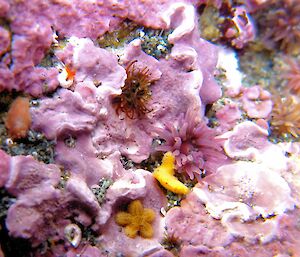 Rockpool with many small invertebrates