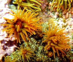 Anemones in rockpool