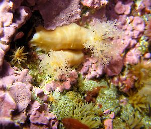 Two sea cucumbers in a rock pool