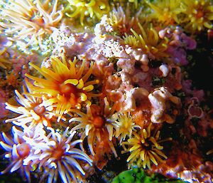 Anemones in the rockpools